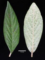 Cotoneaster hylmoei: Leaves, upper and lower surfaces.
 Image: D. Glenny © Landcare Research 2017 CC BY 3.0 NZ